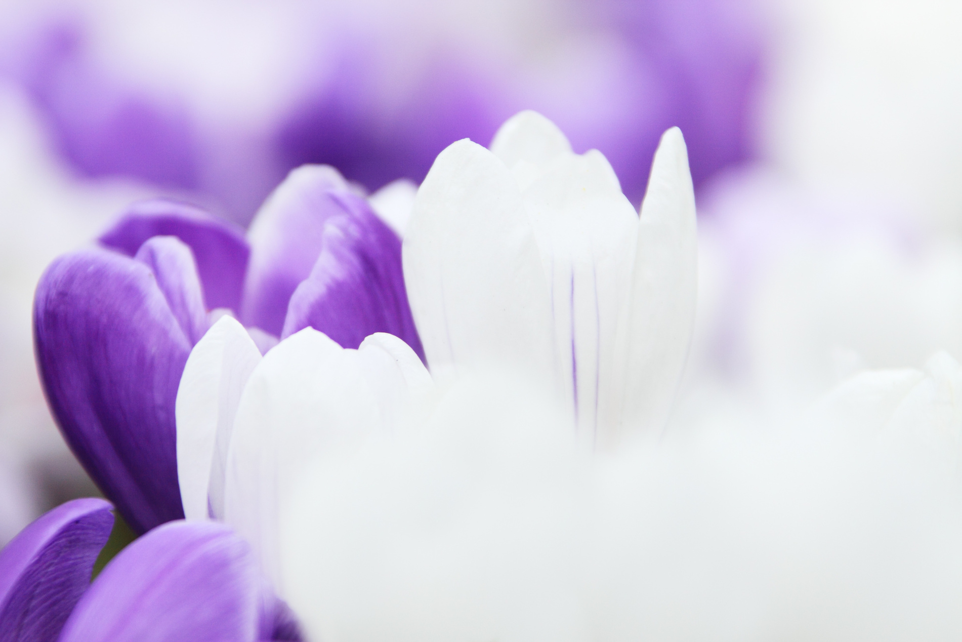 Purple and White Tulips